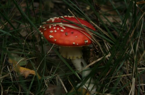 Fly Agaric: Sacred Smoke, Wodan’s Blood & The Mushroom God