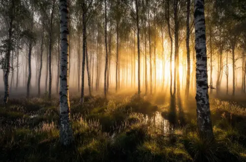 The Birch: Goddess Frigga, Protective Besoms & Sacred Incense