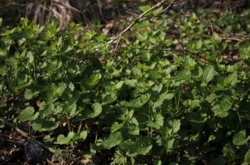 Garlic Mustard: Old World Magic & Wild Spring Recipes