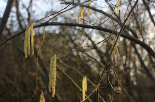 Hazel Magic: Ogham Staves, Fertility & Sacred Incense