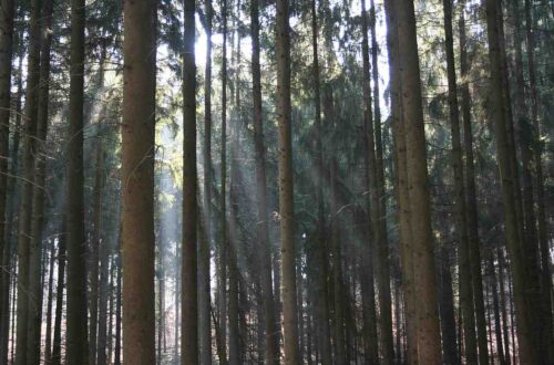 Spruce Folklore: Ancestral Magic & Forest Recipes
