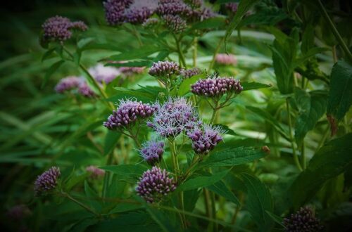 Hemp Agrimony: Ancestral Protection & Ritual Smoke